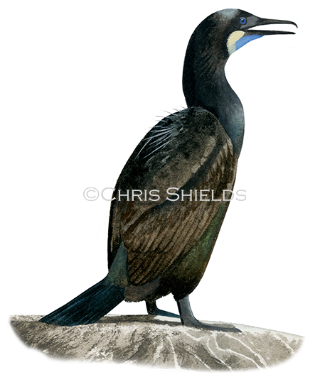 Illustration of Brandt's cormorant (Phalacrocorax penicillatus) (#3767)