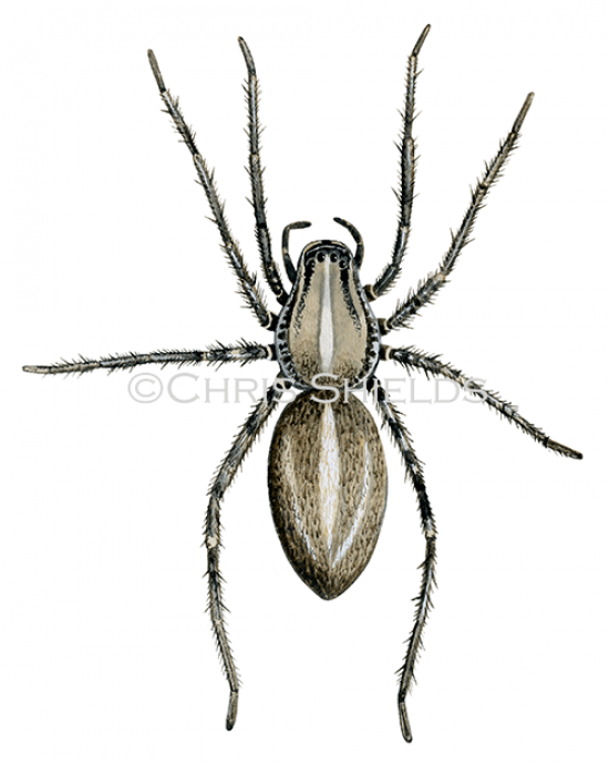 Illustration of Brazilian Wandering Spider (Phoneutria spp.) (#1482)