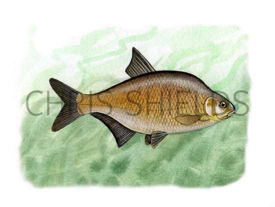 Illustration of Bream (Bronze) Abramis brama  (#0129)