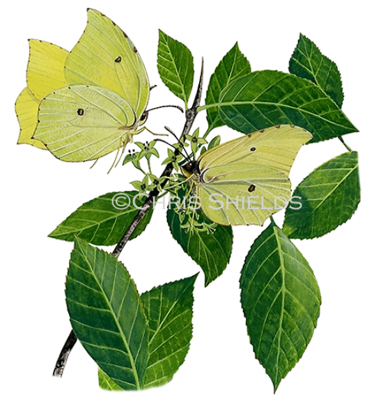 Illustration of Brimstone Butterfly (Gonepteryx rhamni) (#2190)