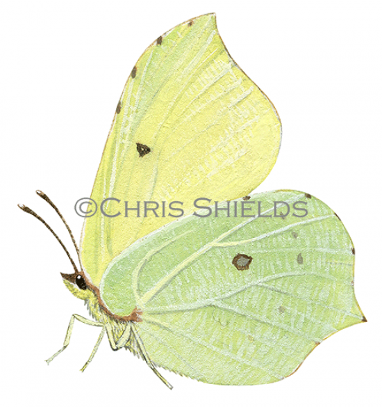 Illustration of Brimstone Butterfly (Gonepteryx rhamni) (#2979)