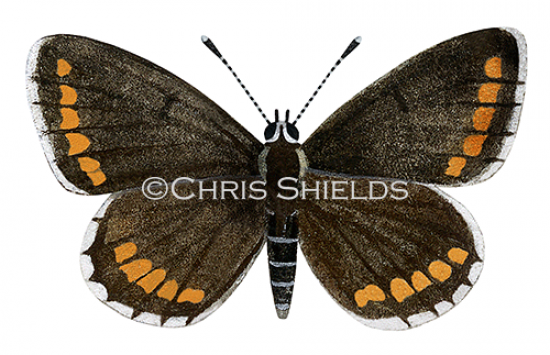 Illustration of Brown Argus male (Aricia agestis) (#2157)