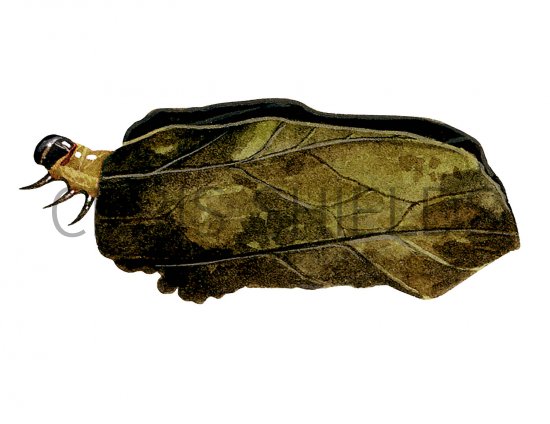 Illustration of Brown China-mark Moth Caterpillar (Elophila  nymphaeata) (#0346)