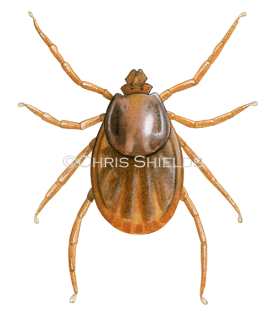 Illustration of Brown Dog Tick (Rhipicephalus sanguineus) unfemale fed (#4661)
