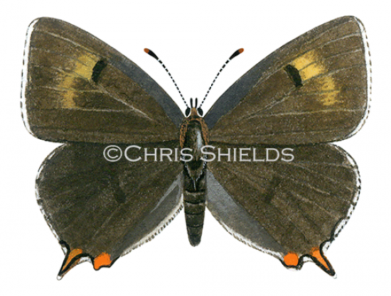 Illustration of Brown Hairstreak female (Thecla betulae) (#1742)