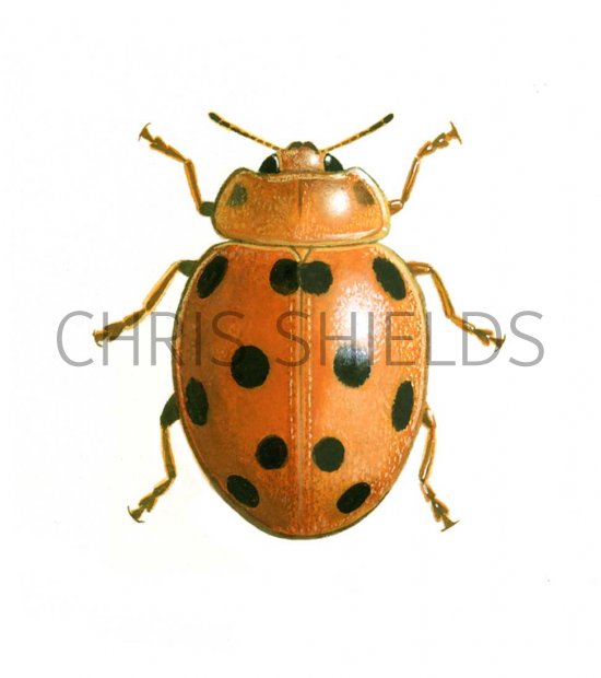 Illustration of Bryony Ladybird (Henosepilachna argus) (#0489)