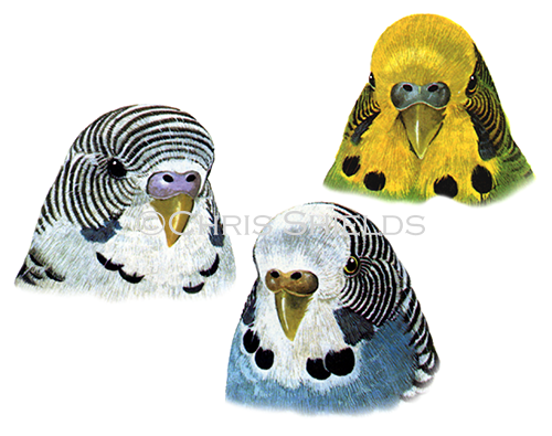 Illustration of Budgerigar (Melopsittacus undulatus) (#0052)