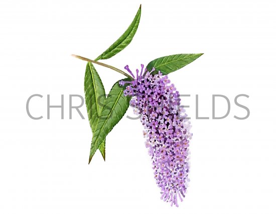 Illustration of Butterfly Bush (Buddleia davidii) (#0945)
