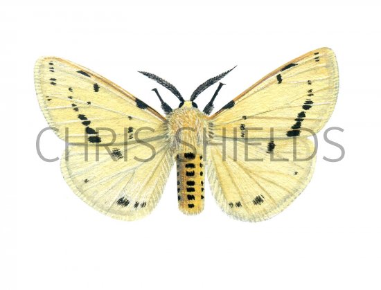 Illustration of Buff Ermine (Spilosoma lutea) (#1737)