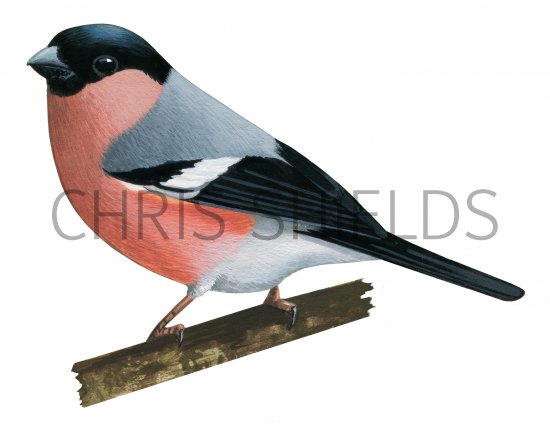 Illustration of Bullfinch male (Pyrrhula pyrrhula) (#4337)