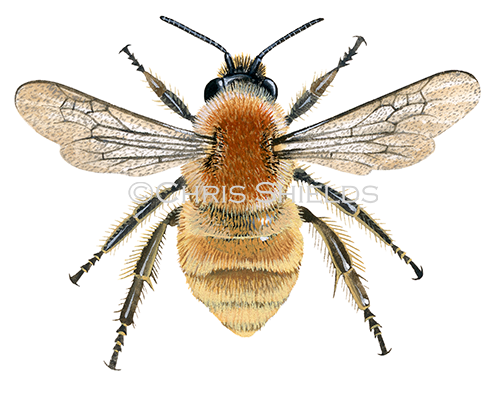 Illustration of Bumblebee (Brown-banded carder) Bombus humilis (#0376)