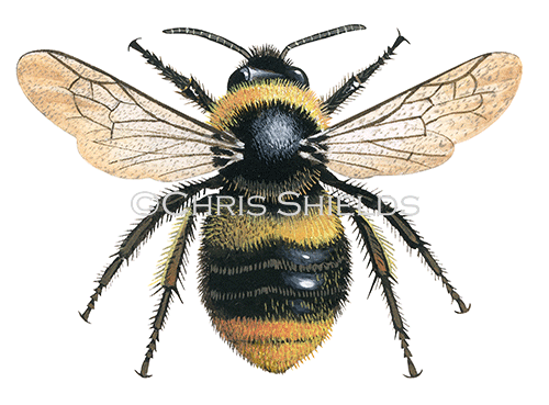 Illustration of Bumblebee (Early) Bombus pratorum (Queen) (#0377)