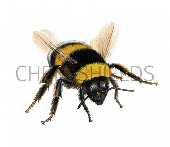 Illustration of Bumblebee (Garden) Bombus hortorum (#2603)