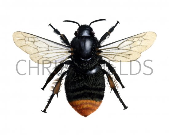 Illustration of Bumblebee (Red-shanked Carder-bee) Bombus ruderarius (#1491)