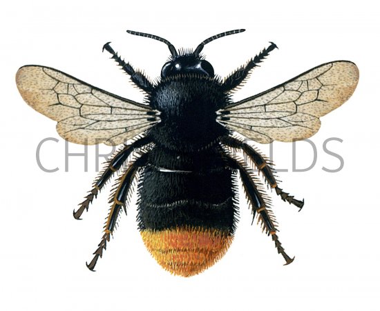 Illustration of Bumblebee (Red-tailed) Bombus lapidarius (queen) (#0375)