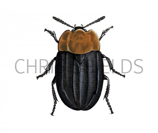 Illustration of Burying Beetle (Oiceoptoma thoracicum) (#2295)