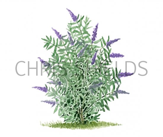Illustration of Butterfly Bush (Buddleia davidii) (#3253)