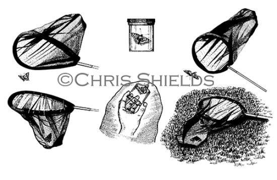 Illustration of Butterfly Nets (#4717)