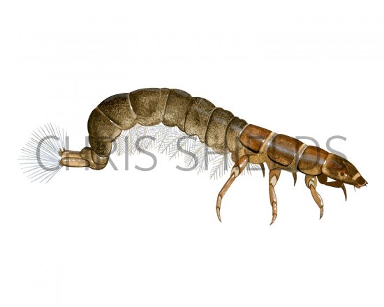 Illustration of Caddis Larvae (Hydropsyche pellusidula) (#2831)