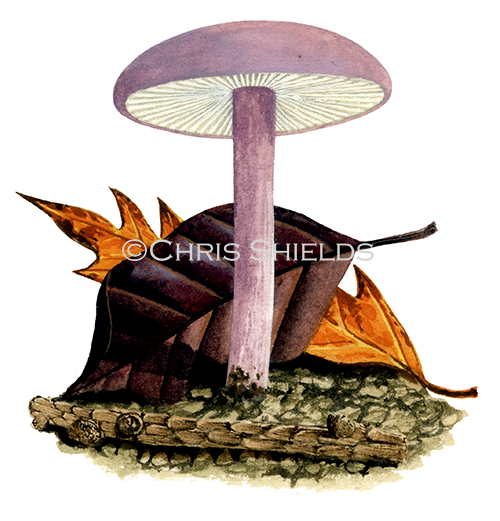 Illustration of Calocybe ionides (Violet Domecap). (#4132)