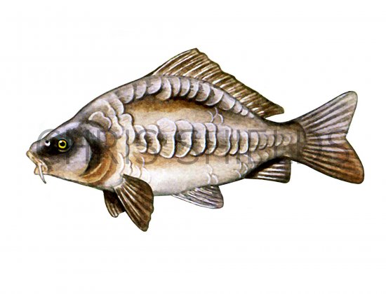 Illustration of Carp (Mirror)  Cyprinus carpio (#1252)