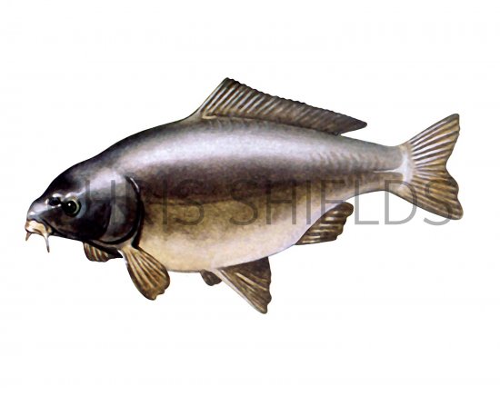 Illustration of Carp - Leather (Cyprinus carpio) (#2700)