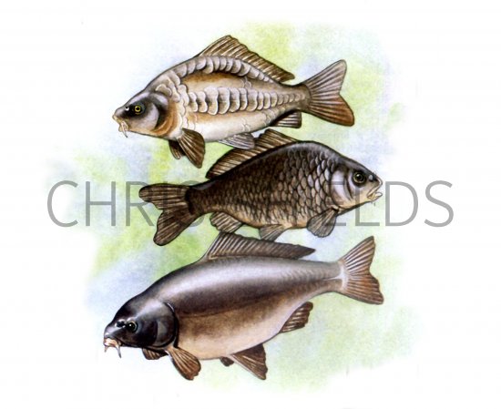 Illustration of Carp - top- Mirror. Mid- Common. bot- Leather (Cyprinus carpio) (#0200)