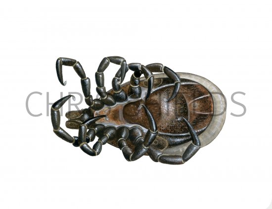 Illustration of Castor Bean Tick (Ixodes ricinus) dead male (#4218)