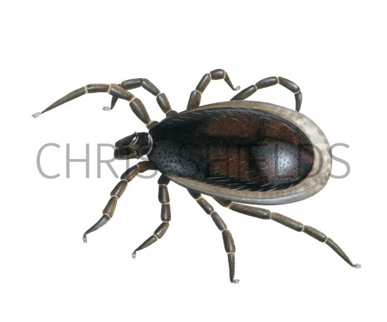 Illustration of Castor Bean Tick (Ixodes ricinus) fed male (#4219)