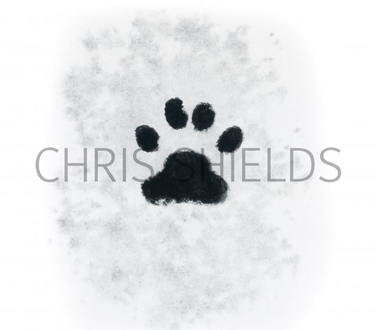 Illustration of Cat (Domestic) footprints (Felis catus) (#4189)