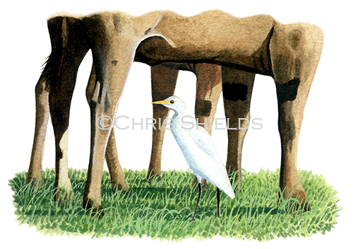 Illustration of Cattle Egret (Bubulcus ibis) (#4317)