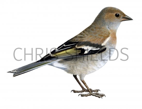 Illustration of Chaffinch female (Fringilla coelebs) (#1193)