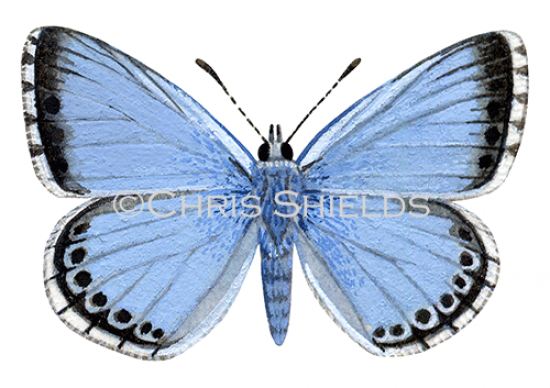 Illustration of Chalk-hill Blue male (Lysandra coridon) (#1371)