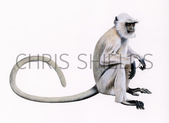 Illustration of Chamba sacred langur (Semnopithecus ajax) (#3736)