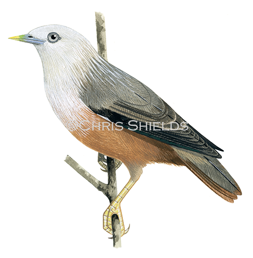 Illustration of Chestnut-tailed Starling adult male (Sturnia malabarica blythii) (#4492)
