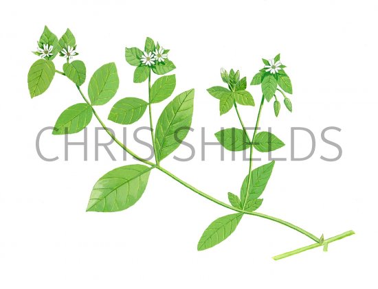 Illustration of Chickweed (Mouse-eared) Stellaria media (#2267)