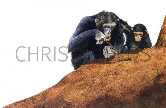 Illustration of Chimpanzee (Pan troglodytes) (#0233)