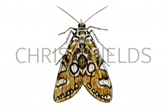 Illustration of Brown China-mark Moth (Elophila nymphaeata) (#0345)