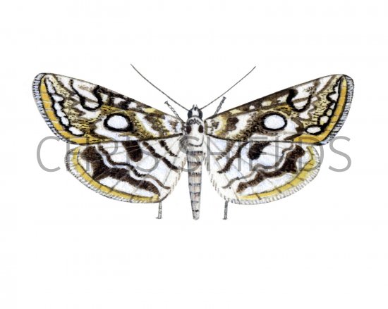 Illustration of Brown China-mark Moth (Elophila nymphaeata) (#1681)