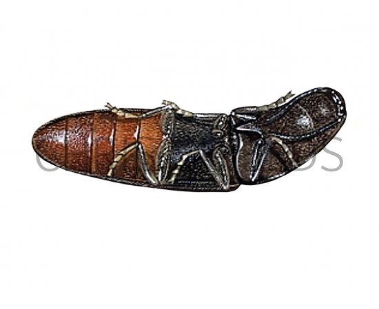 Illustration of Click Beetle (Ampedus sp.) (#2031)