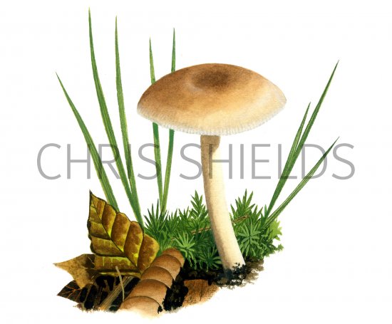 Illustration of Clitocybe fragrans (Fragrant Funnel) (#4011)