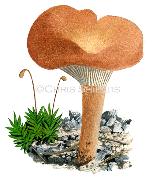 Illustration of Clitocybe sinopica (#4008)
