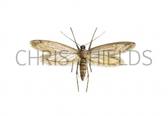 Illustration of Clothes Moth (Tineola biselliella) (#1147)
