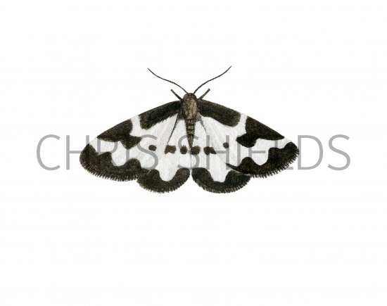 Illustration of Clouded Border (Lomaspills marginata) (#2483)