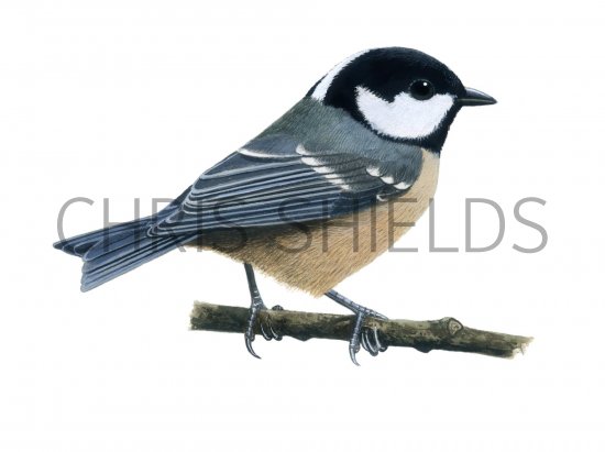 Illustration of Coal tit (Periparus ater) (#1158)