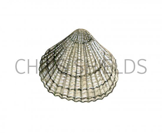 Illustration of Cockle (Common) Cerastoderma edule (#0638)