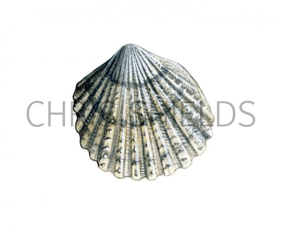 Illustration of Cockle (Prickly) Acantocardia echinata (#0784)
