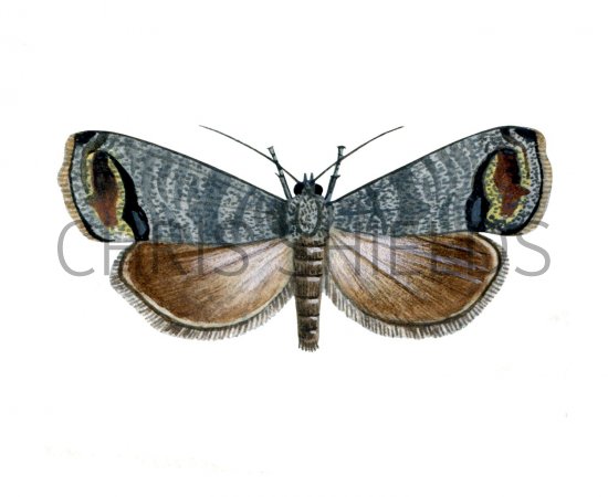 Illustration of Codlin Moth (Cydia pomonella) (#1680)