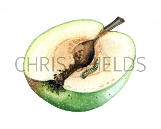 Illustration of Codlin Moth Larvae (Cydia pomonella) (#1682)