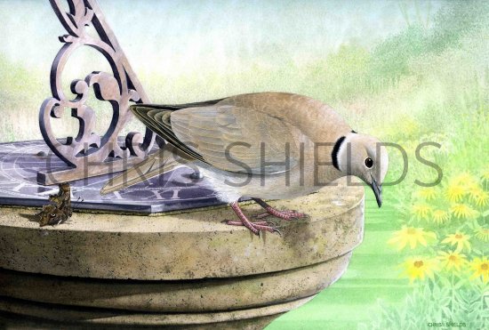 Illustration of Collared dove (Streptopelia decaocto) (#0764)